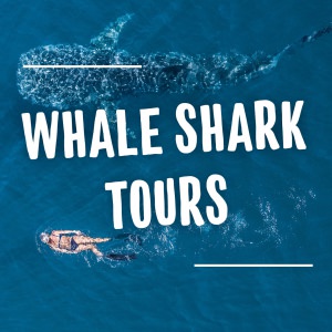 Whale-Shark-Tours