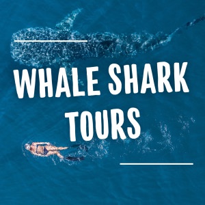 WHALE-SHARK-TOURS