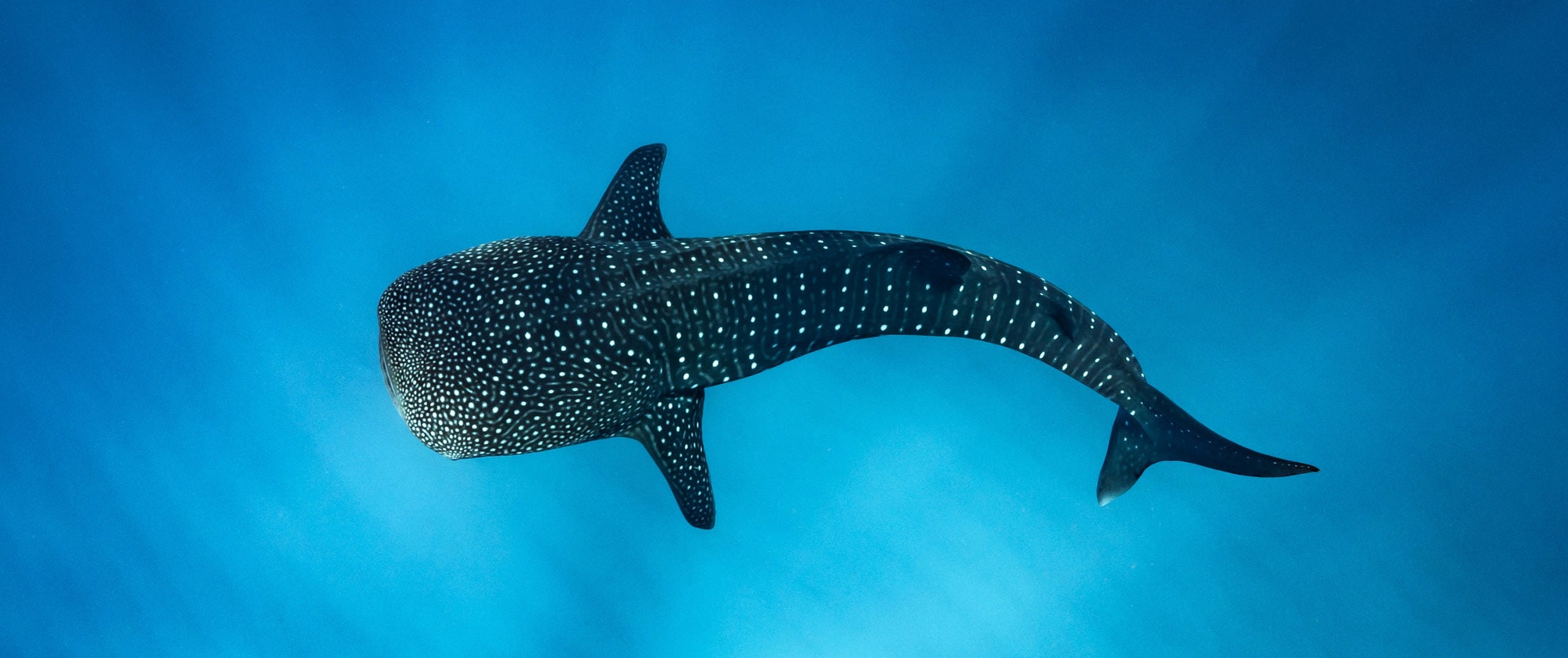 WHALE SHARK SCALED