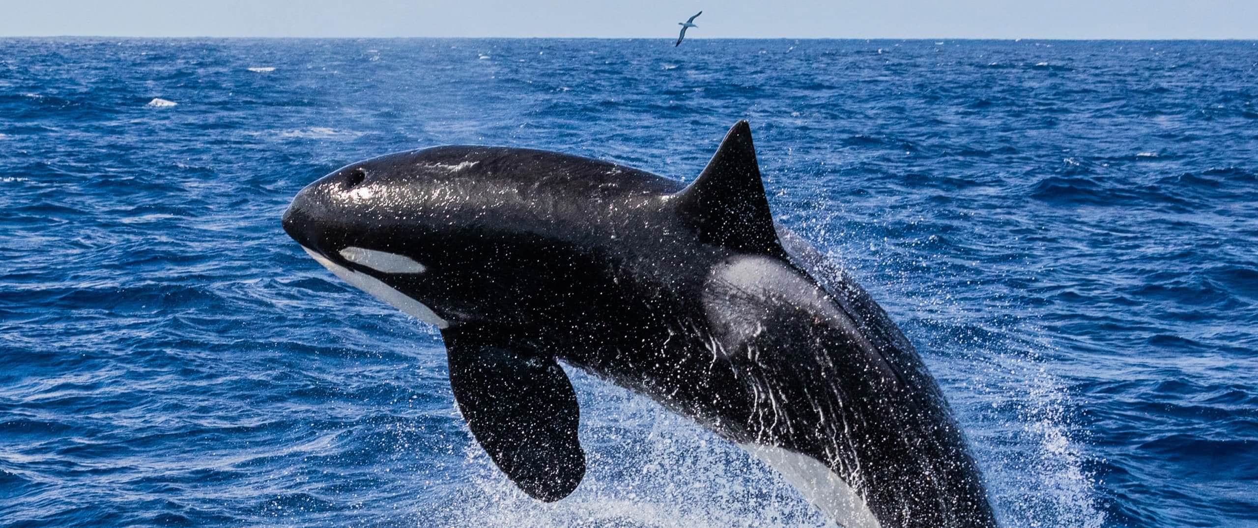 KILLER WHALE BREMER BAY 5 DAYS TOUR 3 SCALED