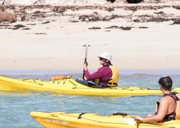 PENGUIN SEAL ISLAND KAYAK TOUR 1 DAY 2