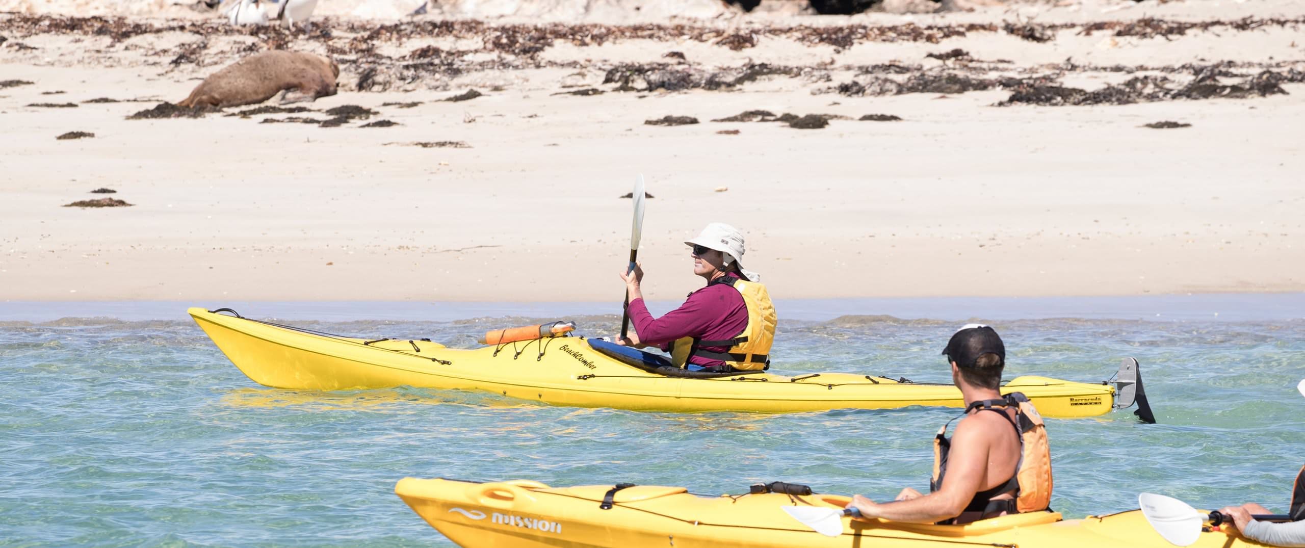 Penguin Seal Island Kayak Tour 1 Day 2 scaled