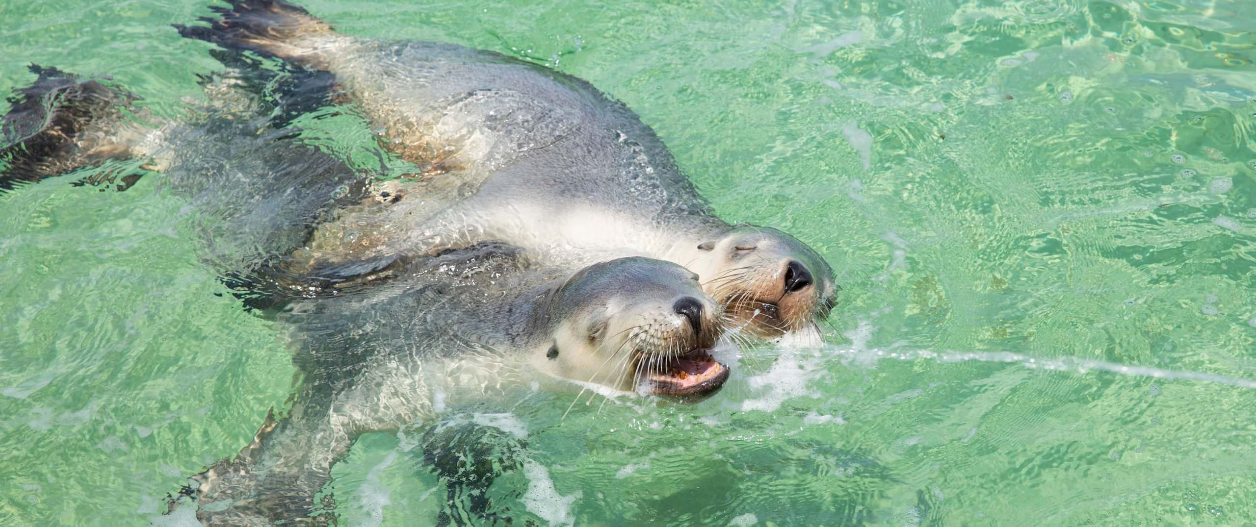 PINNACLES SWIM WITH SEALION 2 DAYS TOUR 1 SCALED
