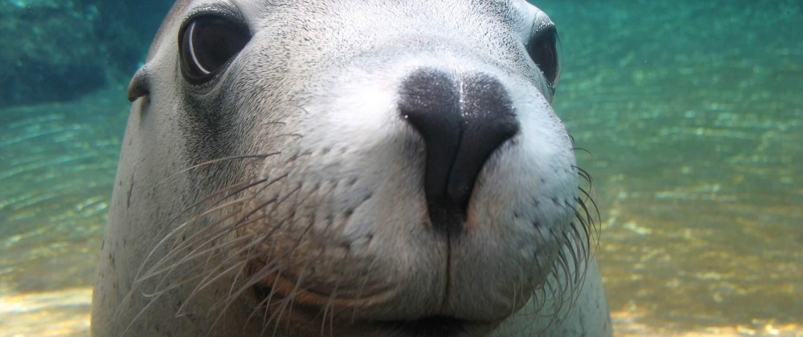 PINNACLES SWIM WITH SEALION 2 DAYS TOUR 3 SCALED