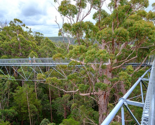 TREE TOP WALK