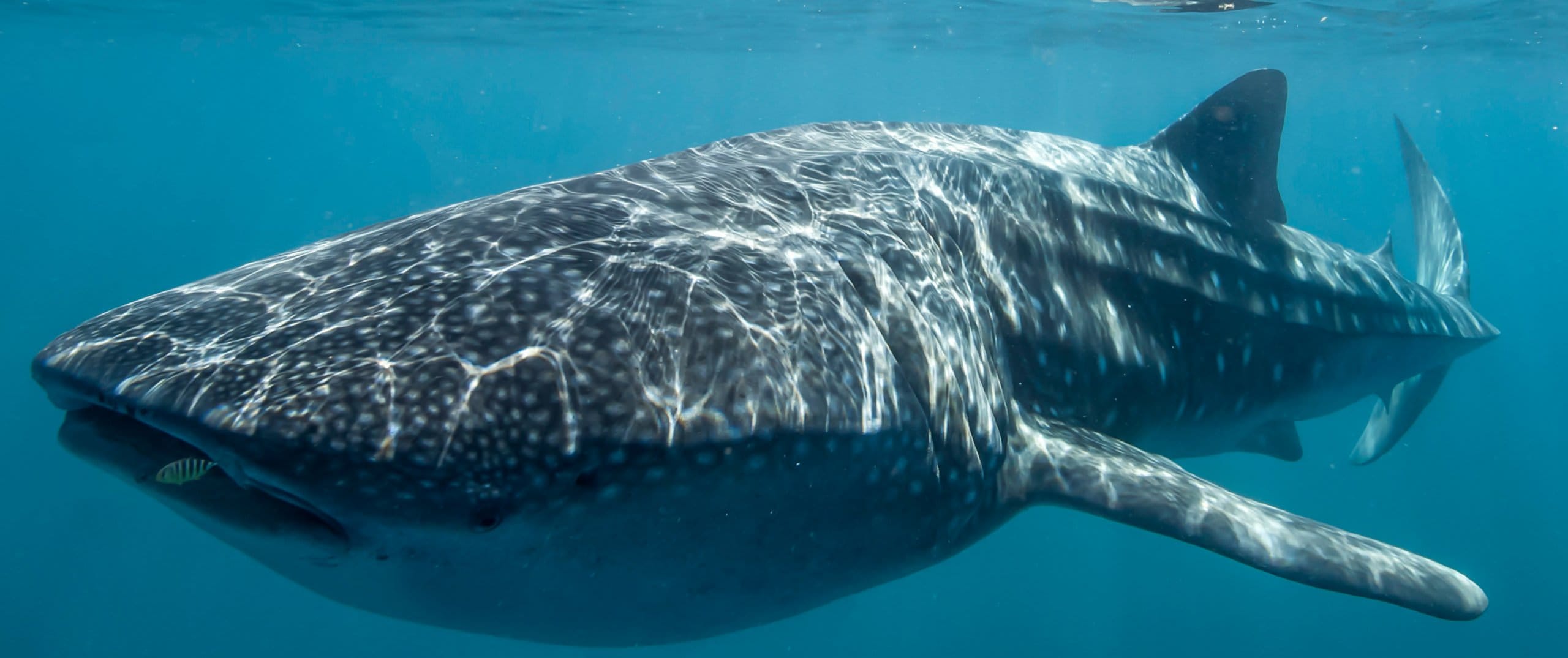 Whale Shark Snorkel Tour Exmouth6 Days 2 scaled