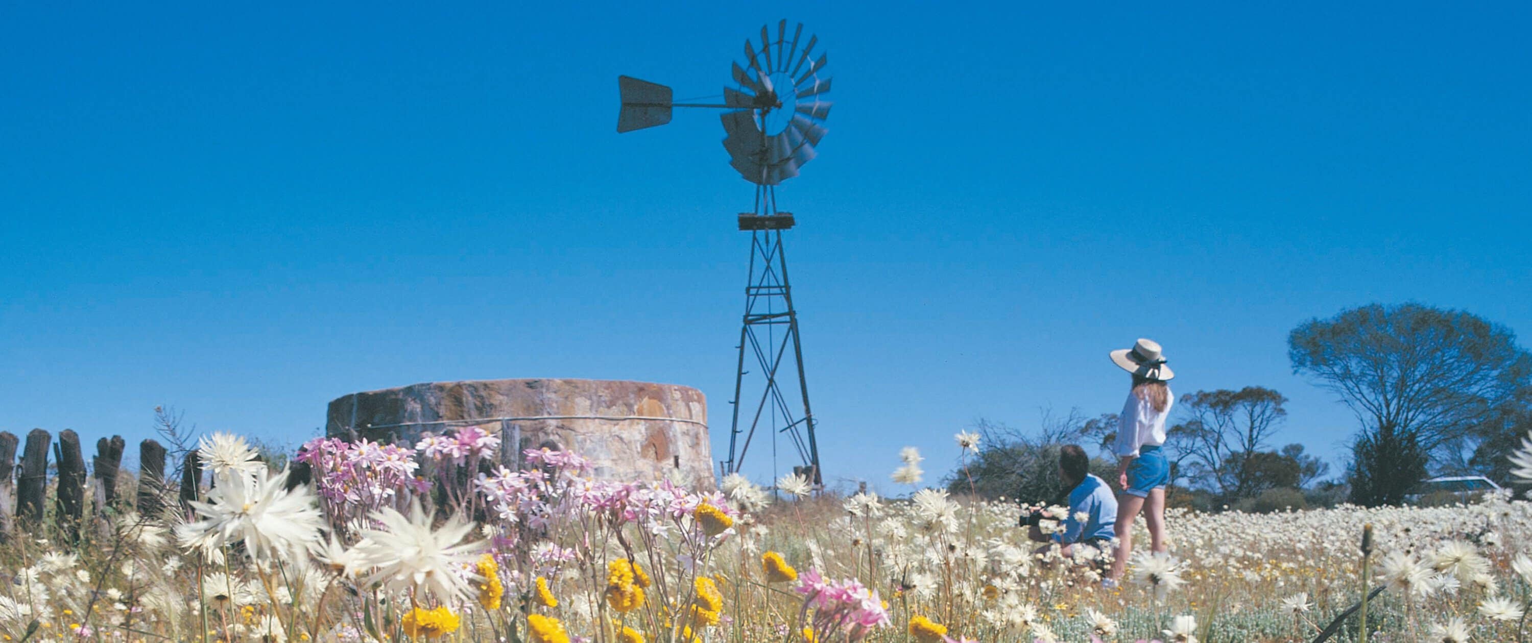 WILDFLOWERS 1