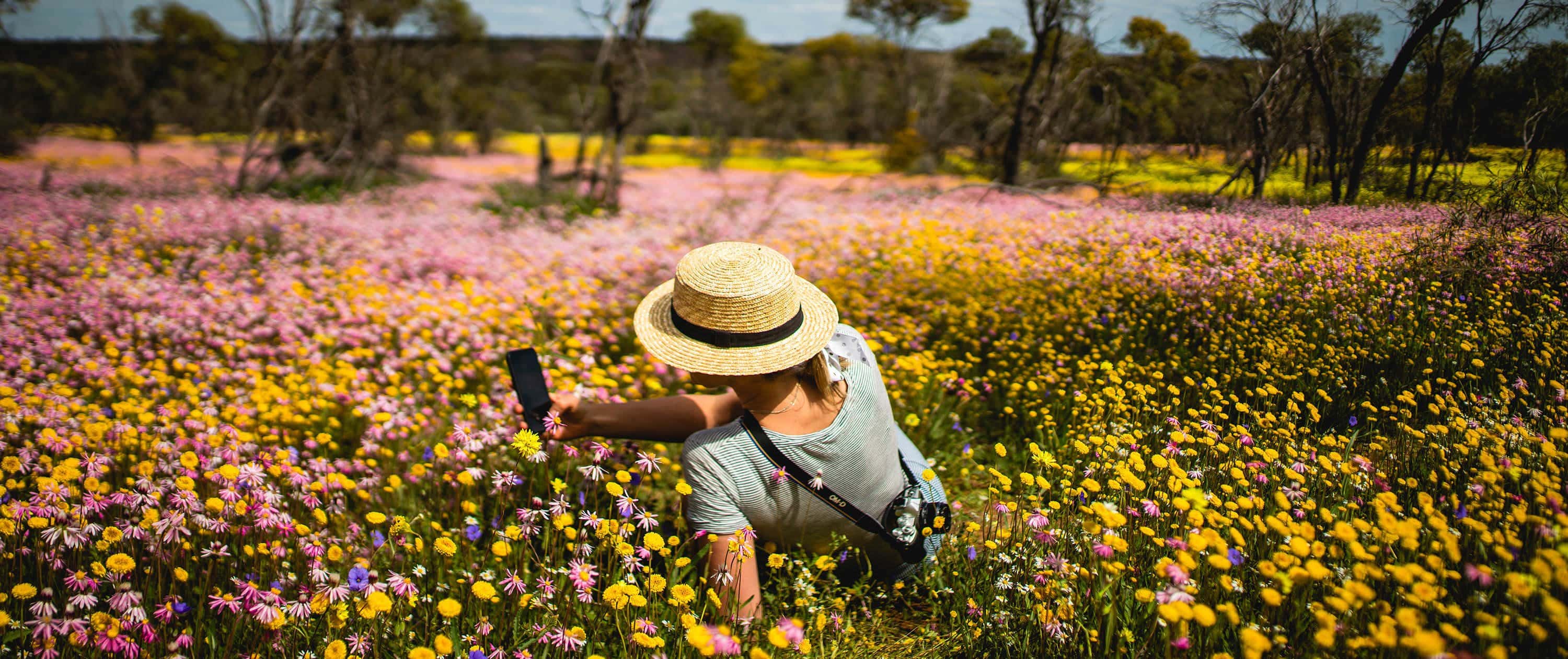 WILDFLOWERS 2