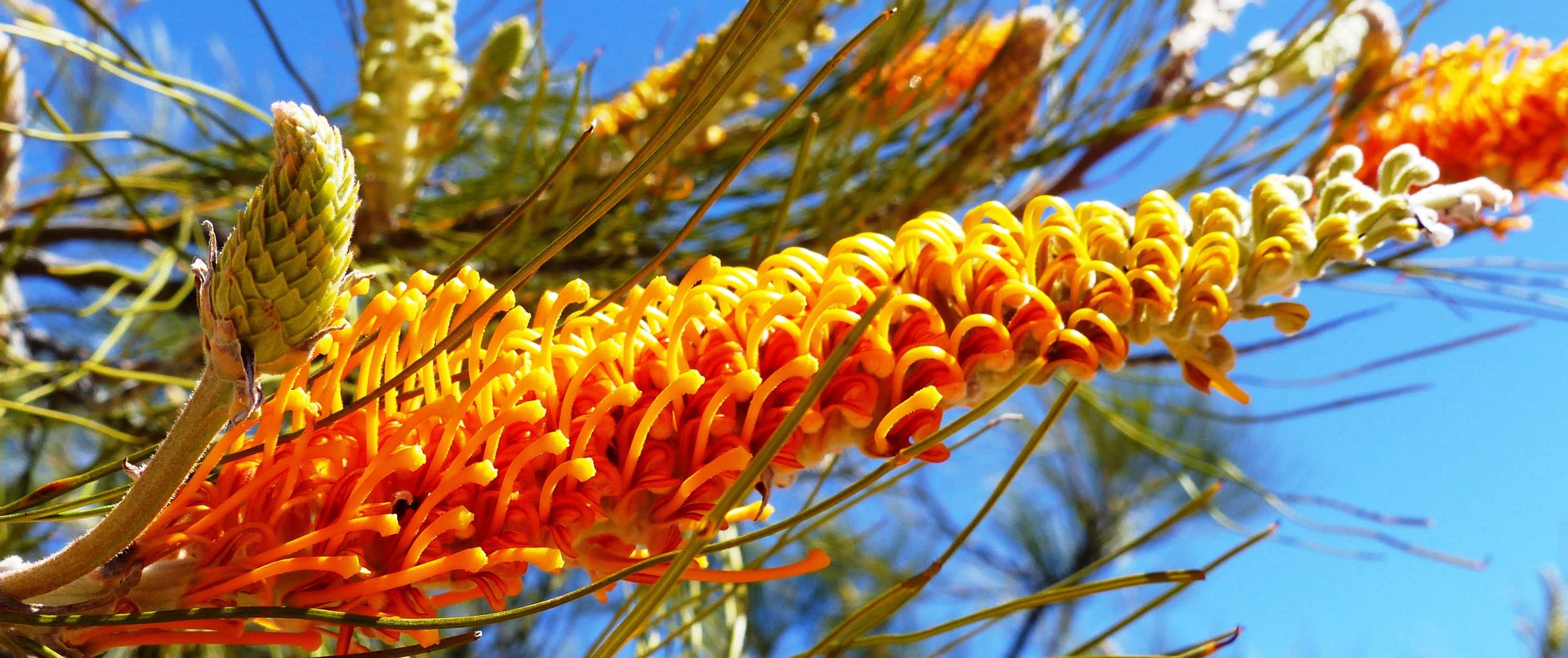 WILDFLOWERS GREVILLEA ERIOSTACHYA FLAME GREVILLEA 2