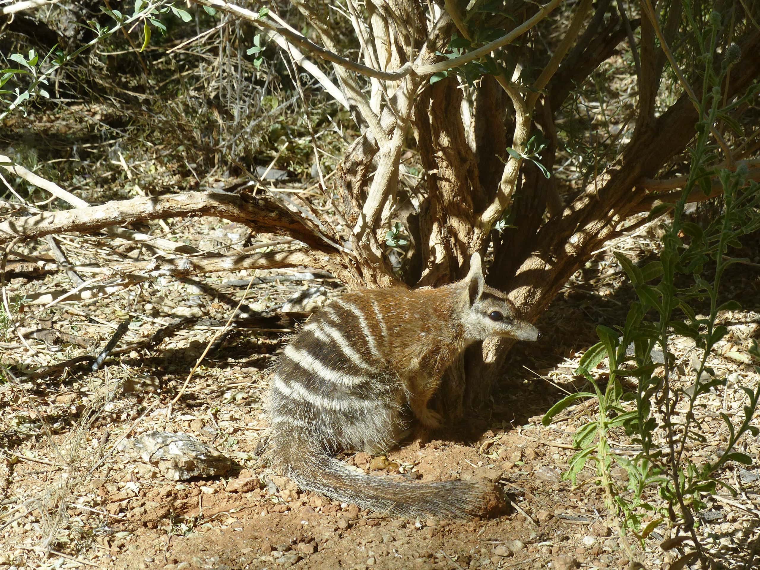 HED 3 00014 NUMBAT 1 SCALED