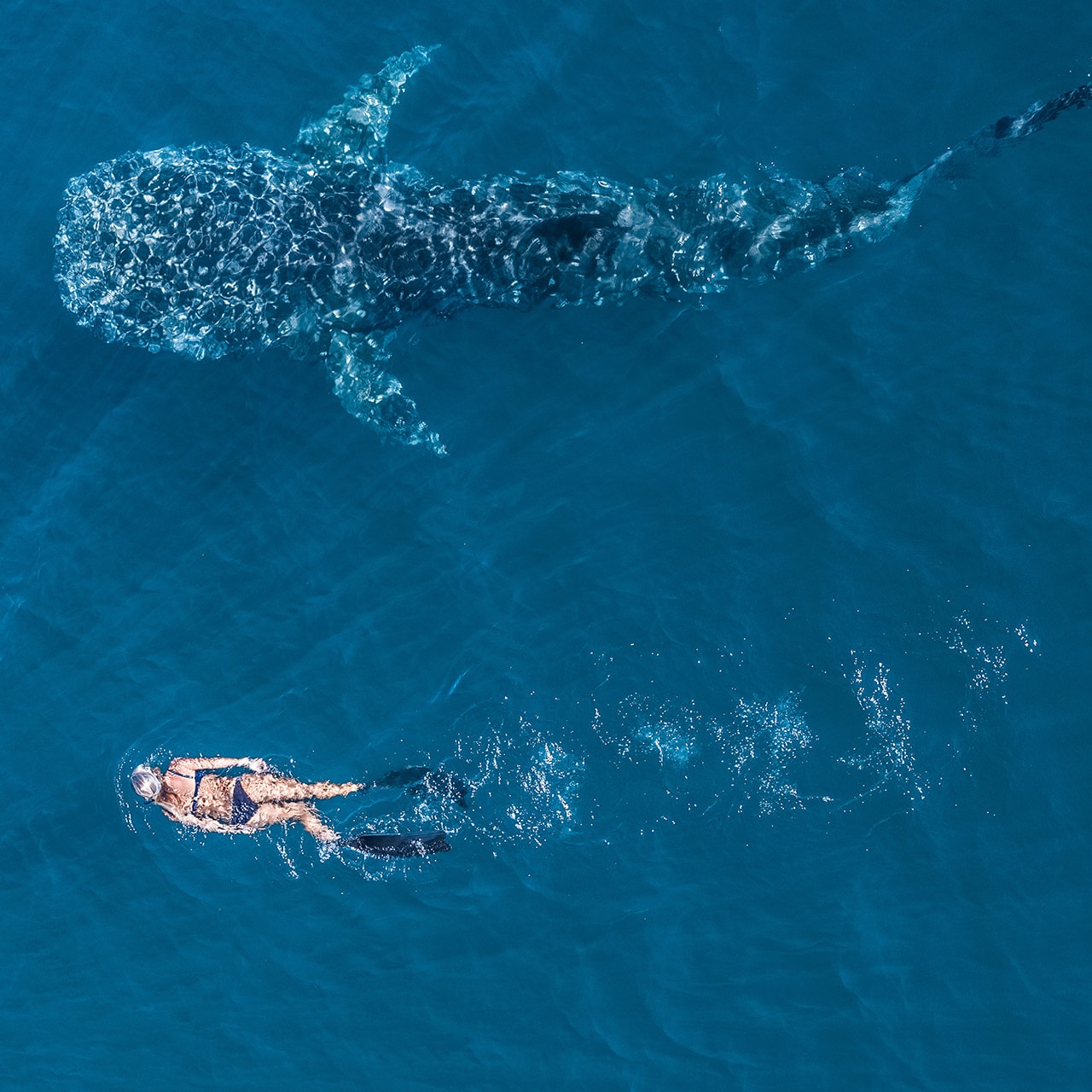 WHALE-SHARK-TOURS