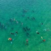 313864 68427DB21D399