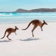 313864 6842802E4E1C6